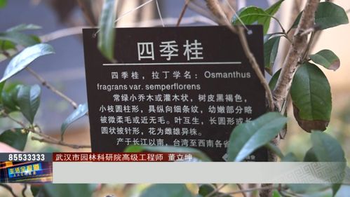 四季桂的品种及养护