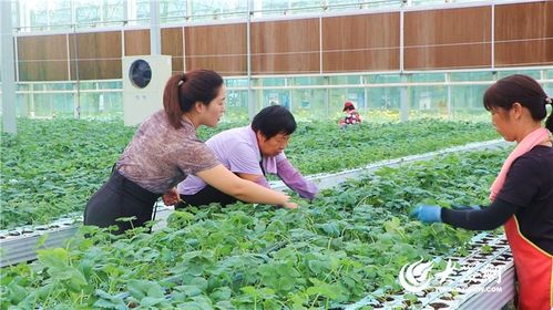 湖南宜章提子产业面临健康营养转型挑战