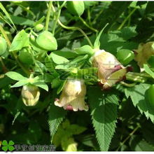 一亩地党参种子用量揭秘