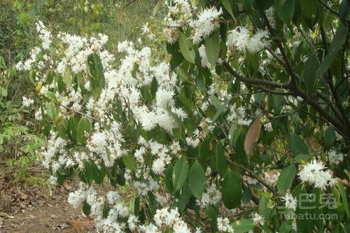 用途广泛，各有千秋