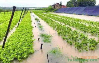 雨季来临，园林苗木如何应对农药残留问题？