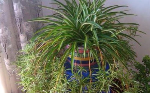 浇水，那可是门艺术