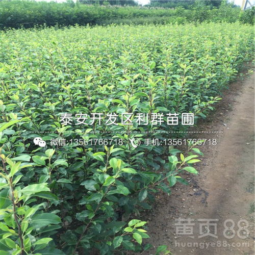 富宁县茶油树苗嫁接服务电话，品质保证，快速发货！