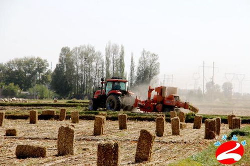 打造绿色生态 实现花卉秸秆高效利用