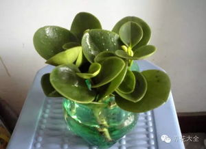 养护位置， 讲究可多了