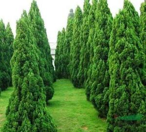 松树种：四季常青的奥秘