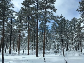 雪松春夏秋冬四季变化特点分别是什么？