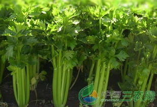 药剂和低温催芽