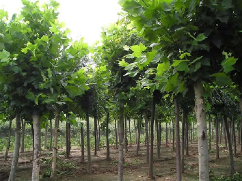 白腊树苗成长记：如何堪它是否适合户外闯荡？