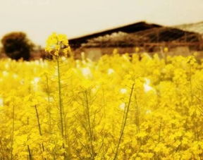 黏土地的黄花挑战——腐烂与转机