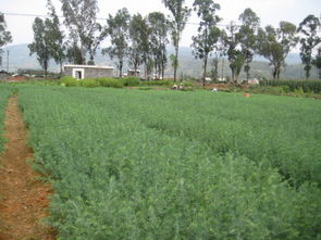 松树苗在阳光雨露滋养， 逐渐展现出独特生命力