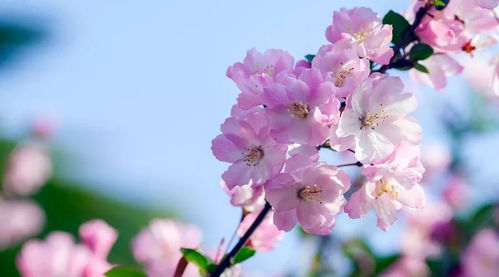 海棠花唤起美丽回忆，这花海中是否藏有我儿时那段难忘的往事呢