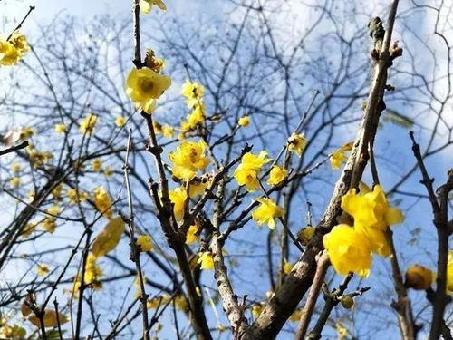 腊梅花瓣的奇妙世界