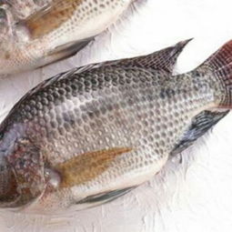 罗非鱼脆肉专用饲料一包多少钱？性价比高吗？