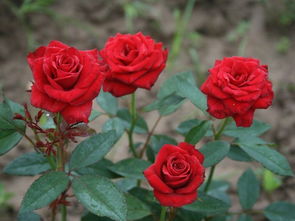 南阳月季树的独特之处