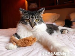 猫咪玩农药，是闹哪样？