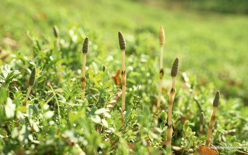 东北春天的第一道菜