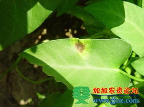 空心菜褐斑病是危害空心菜生长的重要病害