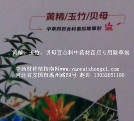 黄精种植地适合在什么月份使用哪种除草剂，既能有效除草又不伤及黄精苗？