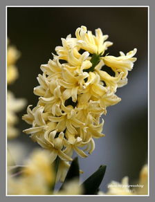 信风子开花，其花语何在