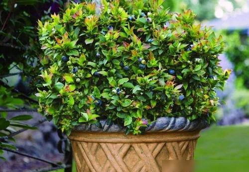 香樟树的魅力与种植乐趣