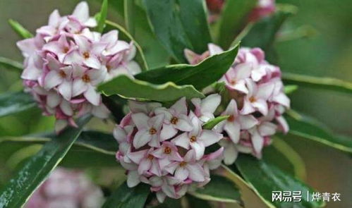 金边瑞香叶子发黄怎么办？