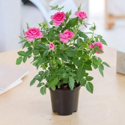 材料准备， 捣碎捣烂