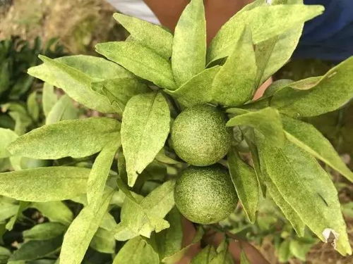 ：防治大斑病，我们在行动！