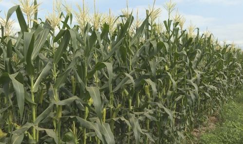 阳光充足，土壤肥沃，玉米种植必备！