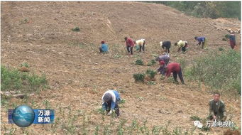 荒山放牧亏本的谜团