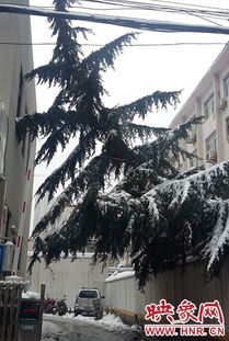 45米高雪松树价格揭秘：大揭秘！