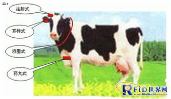 孕期牲畜禁用药物，安全养殖必知