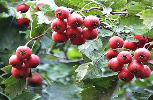 嫁接的艺术：山楂树与谁为邻？