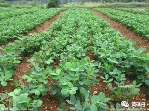 花生种植过程中地下结果原理是什么