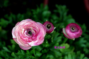 金银花——冬天的金色宝贝