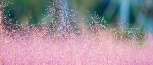 粉红黛子草与粉黛乱子草，名字听起来就有种诗意呢！