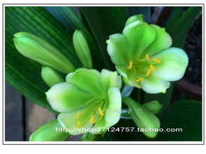 丝兰开花， 美得像童话里的瀑布