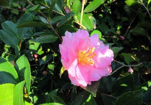 山茶花，美丽与坚韧的象征