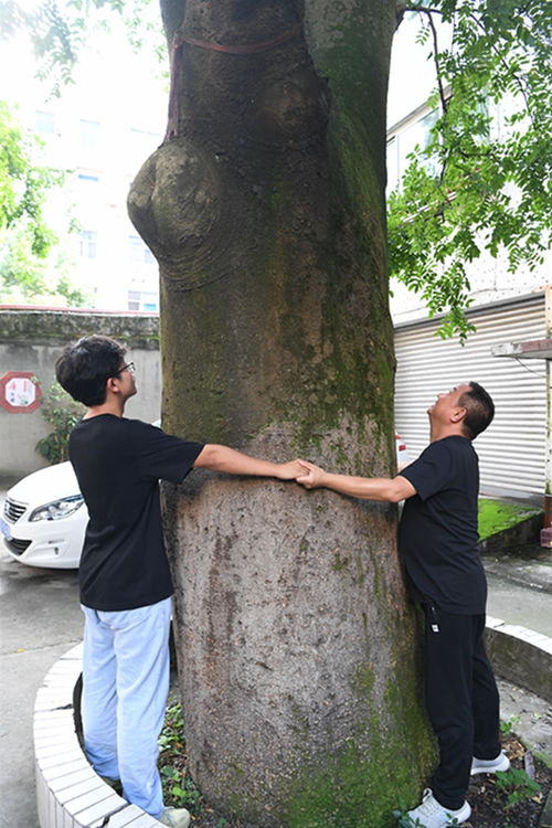 皂荚多糖：具有抗癌活性