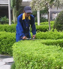 绿化之美， 养护之道