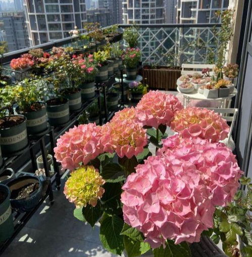 绣球花叶子臭的，这是为什么