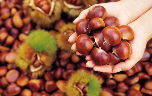 栗子种植方法是什么才能保证出苗？
