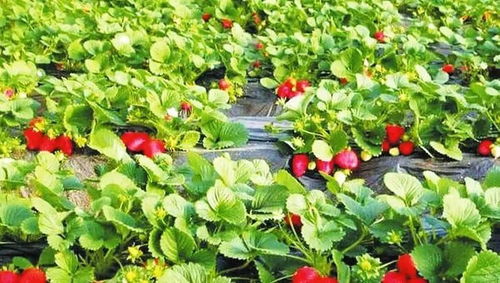 防治病虫害效果好的农药推荐