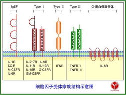 家禽蛋白质饲料如何科学配比，避免影响产蛋率且节省成本？