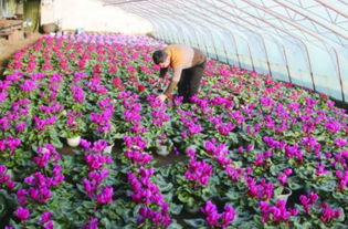清香花香花卉排行前十，农业种植新宠