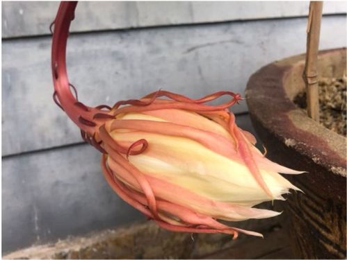 昙花扦插生根最快方法是什么？有哪些技巧可以快速促进昙花生根