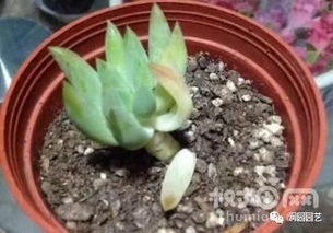 发财树根腐速剪病根，消毒后重新栽植