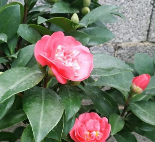 北方如何露天栽培茶花？气候条件是否适宜