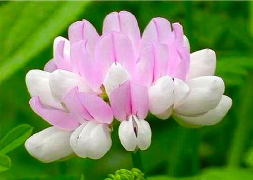 种花提升人缘：揭秘那些特bie的花朵