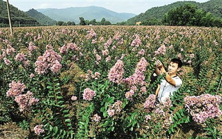 种植花儿树木， 甘肃的春天梗美丽
